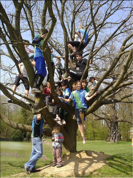 ecole co arbre
